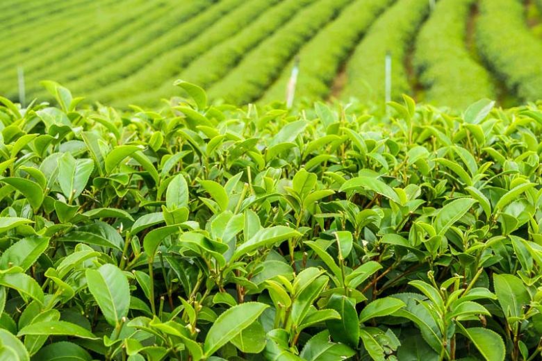 Camellia Sinensis Plant - Anbantea