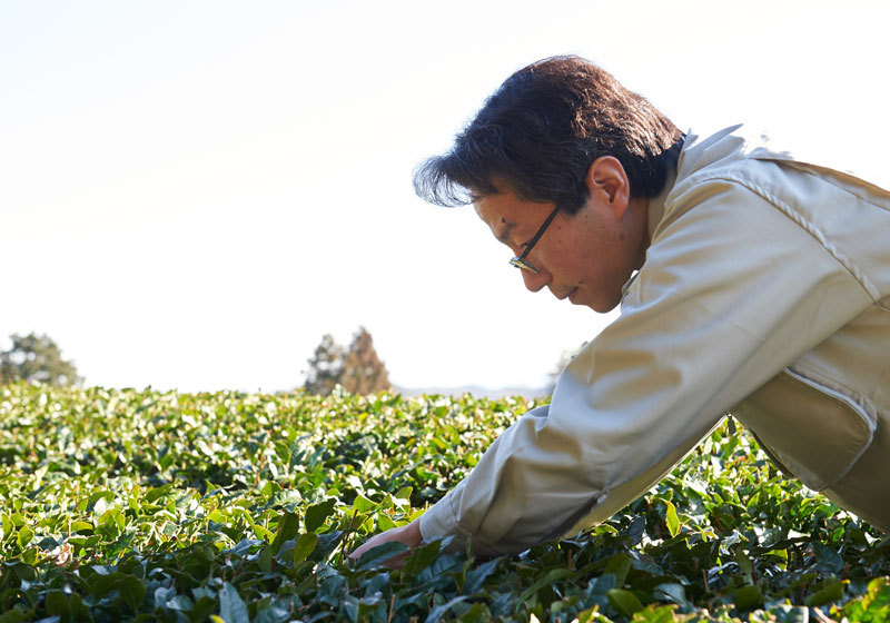 Craftsmanship of Tea Masters - Anbantea