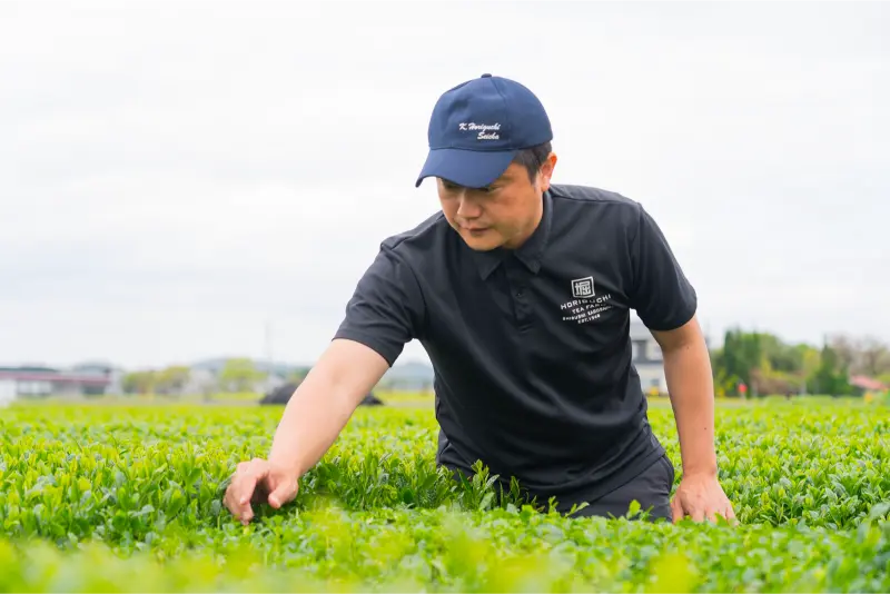 Establishing Direct Partnerships with Tea Farms - Anbantea