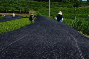 Kagoshima's Rapid Rise in Tea Production - AnbanTea