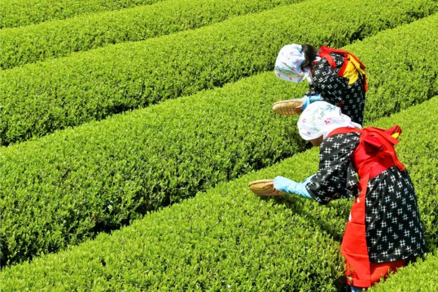 Matcha Wholesale Supplier in Japan - AnbanTea