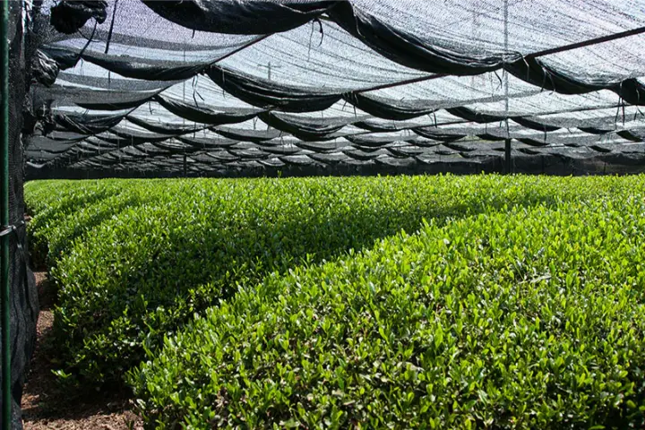 The Art of Shade-Grown Tea Leaves - AnbanTea
