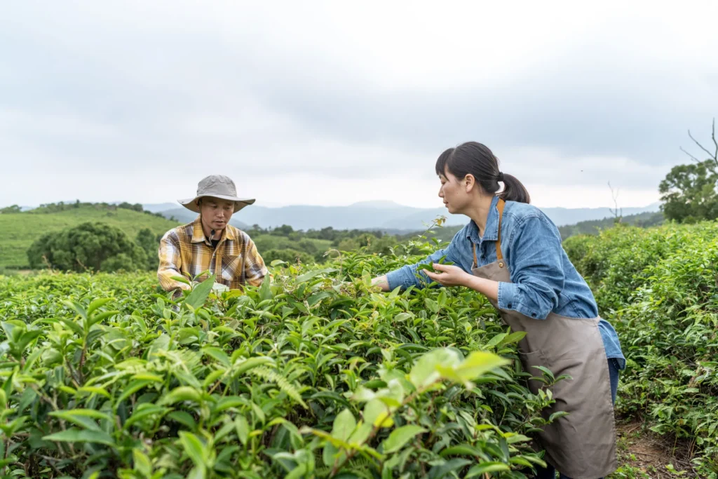 Connecting With Trusted Suppliers - Anbantea